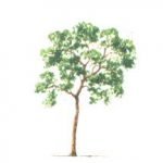 Panga Panga Tree