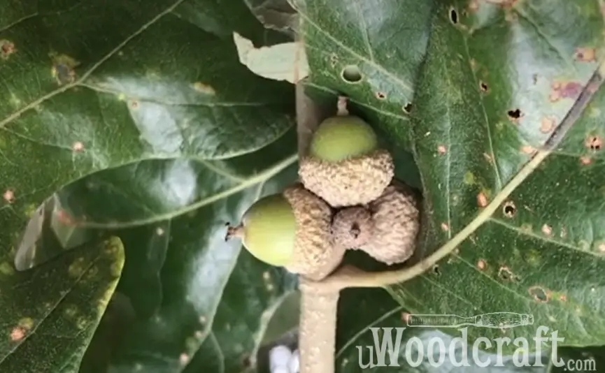 Post Oak Acorns