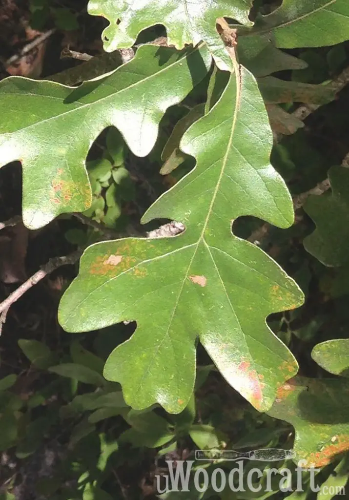 Post Oak Leaves