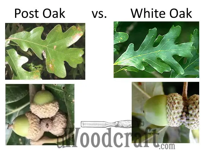 Post Oak vs White Oak Identification