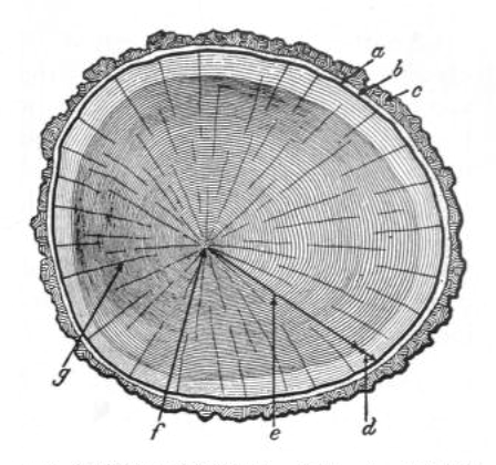 The Structure of Trees and How They Grow