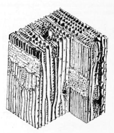 The Structure of Trees and How They Grow