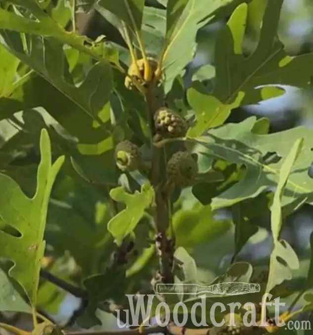 White oak leaves and Acorns